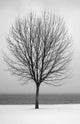 Bare Tree All Alone Wall Mural