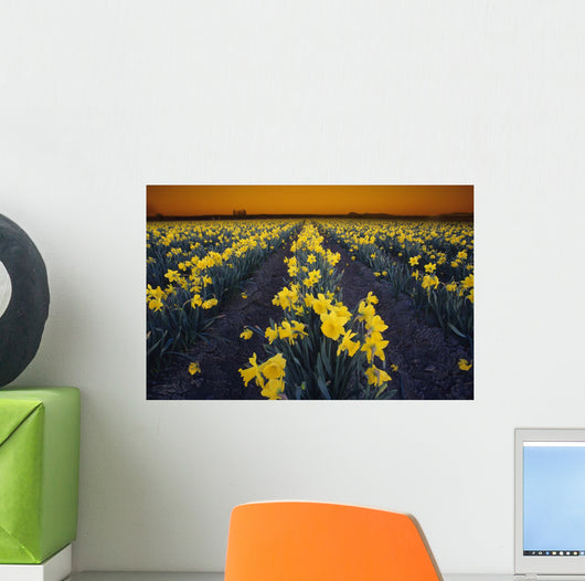 Rows Of Daffodils Wall Mural