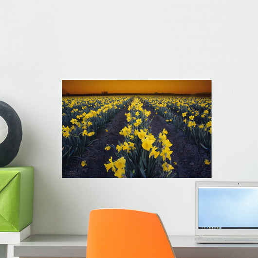 Rows Of Daffodils Wall Mural