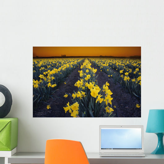 Rows Of Daffodils Wall Mural