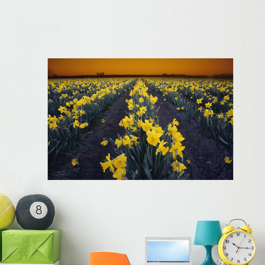 Rows Of Daffodils Wall Mural