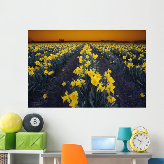 Rows Of Daffodils Wall Mural