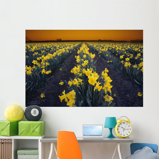Rows Of Daffodils Wall Mural