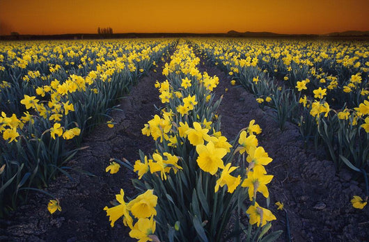 Rows Of Daffodils Wall Mural