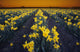 Rows Of Daffodils Wall Mural