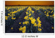 Rows Of Daffodils Wall Mural