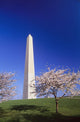 Washington Monument Wall Mural