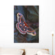 Cecropia Moth On Leaves Wall Mural