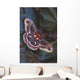 Cecropia Moth On Leaves Wall Mural
