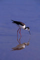 Black-Necked Stilt Bird Foraging In Water Wall Mural