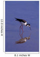 Black-Necked Stilt Bird Foraging In Water Wall Mural