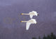 Whooper Swans Flying In Falling Snow Wall Mural
