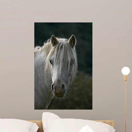 Pferd Wall Mural