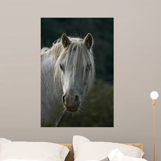 Pferd Wall Mural