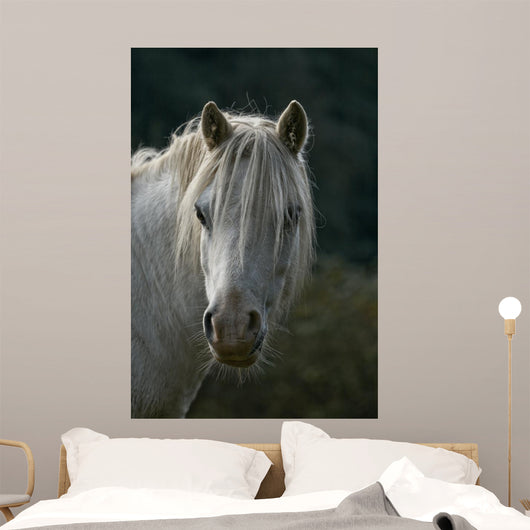 Pferd Wall Mural