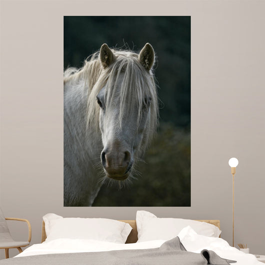 Pferd Wall Mural