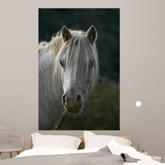 Pferd Wall Mural