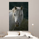 Pferd Wall Mural