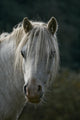 Pferd Wall Mural