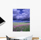 Stormy Clouds Approaching Field Of Shooting Star Wildflowers Wall Mural