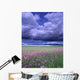 Stormy Clouds Approaching Field Of Shooting Star Wildflowers Wall Mural