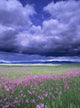 Stormy Clouds Approaching Field Of Shooting Star Wildflowers Wall Mural