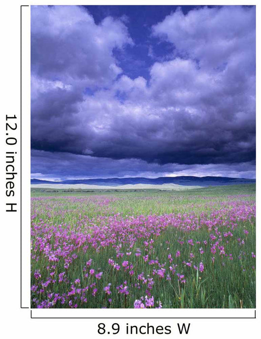 Stormy Clouds Approaching Field Of Shooting Star Wildflowers Wall Mural