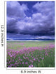 Stormy Clouds Approaching Field Of Shooting Star Wildflowers Wall Mural