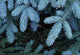 Frozen Pine Needles Wall Mural