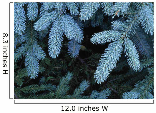 Frozen Pine Needles Wall Mural
