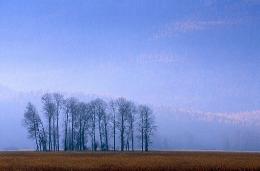 Silhouetted Cottonwood Trees Wall Mural