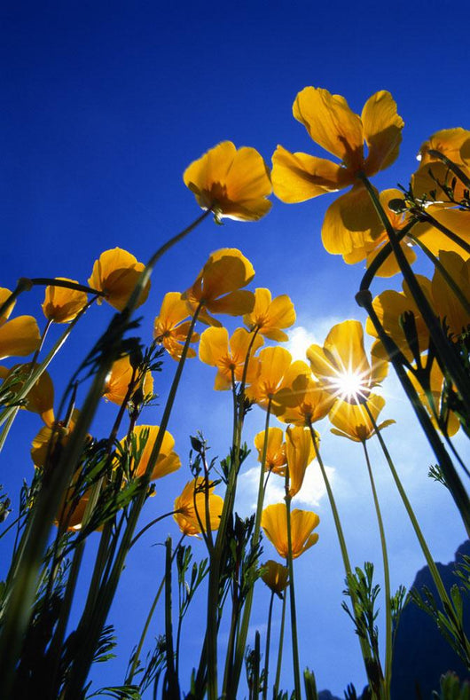 Yellow Poppies Wall Mural