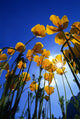 Yellow Poppies Wall Mural