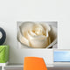 Close-Up Of White Rose Wall Mural
