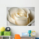 Close-Up Of White Rose Wall Mural