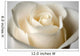 Close-Up Of White Rose Wall Mural