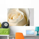 Close-Up Of White Rose Against White Background Wall Mural