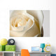 Close-Up Of White Rose Against White Background Wall Mural