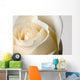 Close-Up Of White Rose Against White Background Wall Mural