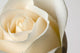 Close-Up Of White Rose Against White Background Wall Mural