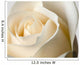 Close-Up Of White Rose Against White Background Wall Mural