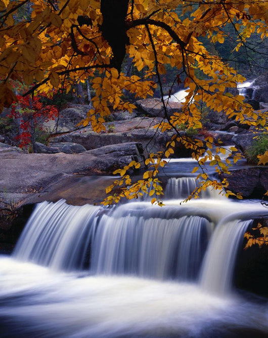 Nesowadnehunk Stream, Rapids, Autumn Colors, Baxter State Park Wall Mural