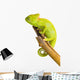 Veiled Chameleon Wall Decal