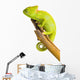 Veiled Chameleon Wall Decal