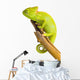 Veiled Chameleon Wall Decal