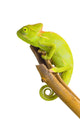 Veiled Chameleon Wall Decal