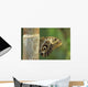 Butterfly Wall Mural