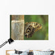 Butterfly Wall Mural