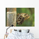 Butterfly Wall Mural