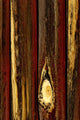 Tree Bark Wall Mural